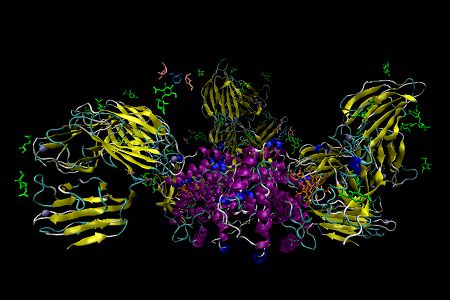 Holo-Intrinsic Factor bound to Cubilin