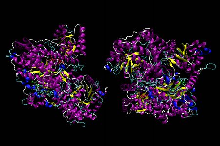 MM-CoA mutase