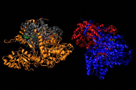 MM-CoA mutase