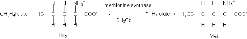 methionine synthase